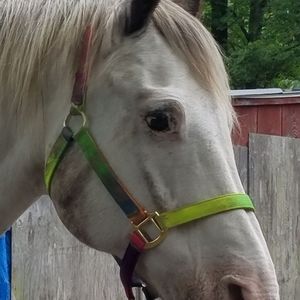 Meet your Posher, Maggie